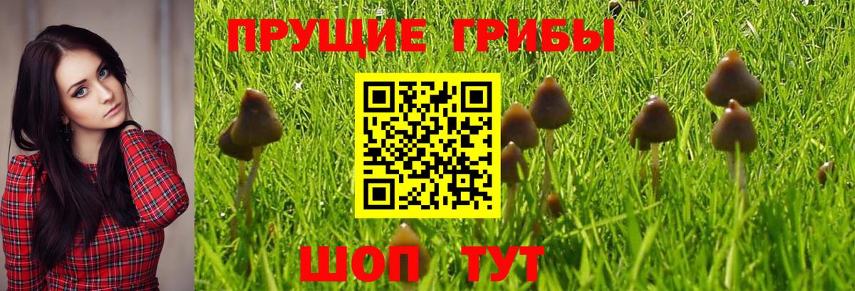 Назрань  Псилоцибиновые грибы GOLDEN TEACHER  Вход с VPN 